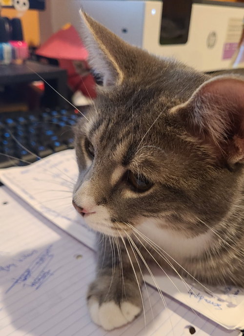 TITUS - Domestic Short Hair available for adoption