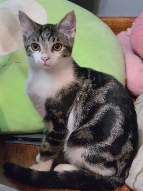 FALKOR - Domestic Short Hair available for adoption