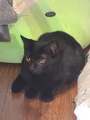 Spyro - Photo 2