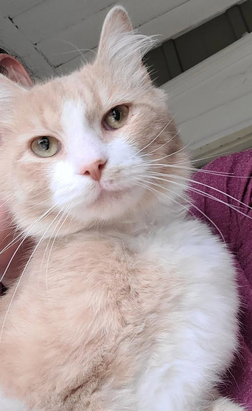 NORBERT - Domestic Medium Hair available for adoption