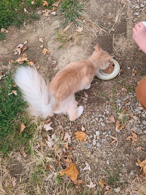 NORBERT - Domestic Medium Hair available for adoption