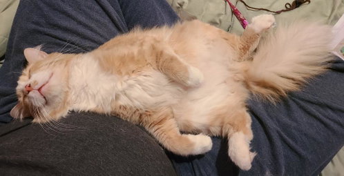Norbert, Adult Domestic Medium Hair / Mixed, cat for adoption in Anderson, Indiana