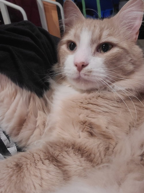 NORBERT - Domestic Medium Hair available for adoption