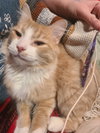 Norbert - Photo 3