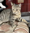 Ballyhoo - Photo 2