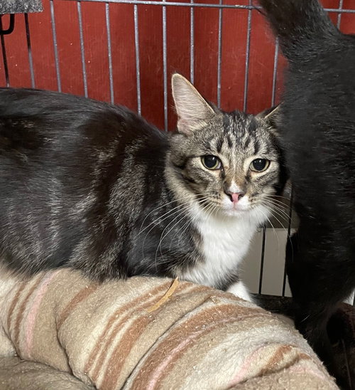 BEDLAM - Domestic Short Hair available for adoption