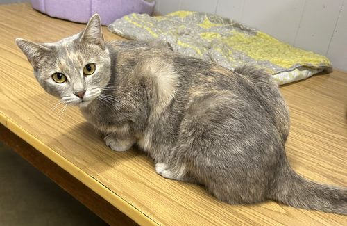 MAGPIE - Domestic Short Hair available for adoption