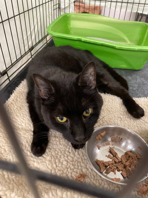 ICHABOD CRANE - Domestic Short Hair available for adoption