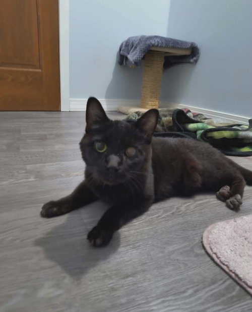 Ichabod Crane, Senior Domestic Short Hair / Mixed, cat for adoption in Anderson, Indiana