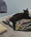 Ichabod Crane - Photo 2