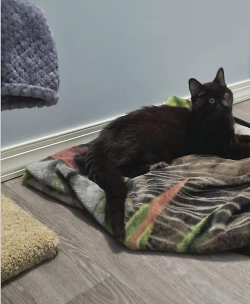 ICHABOD CRANE - Domestic Short Hair available for adoption