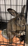 Wendell - Photo 4