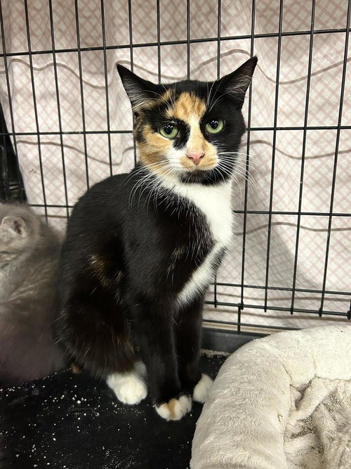 GEORGIA - Domestic Short Hair available for adoption