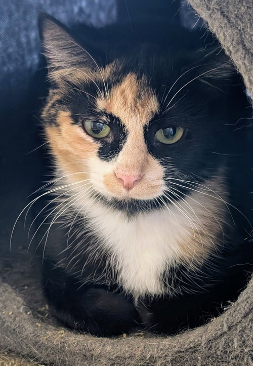 Georgia, an adoptable Domestic Short Hair in Portland, IN