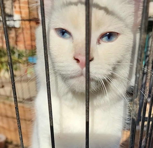 HEATHER - Domestic Medium Hair available for adoption