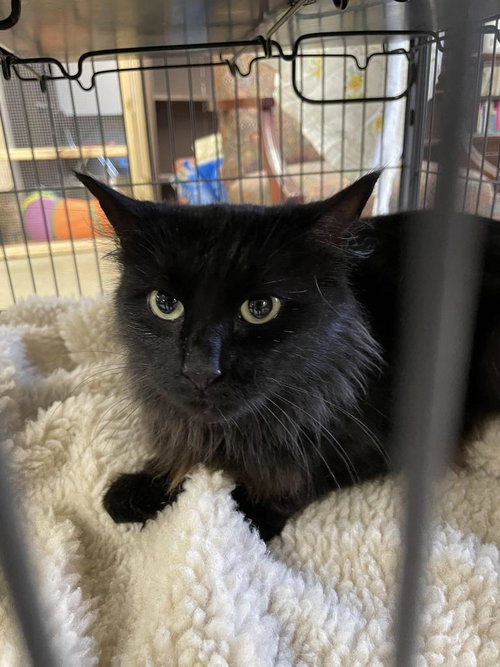 NEVADA - Domestic Medium Hair available for adoption