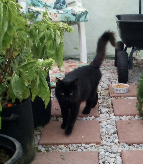 NEVADA - Domestic Medium Hair available for adoption