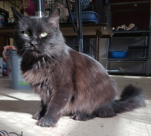 Nevada, an adoptable Domestic Medium Hair in Portland, IN
