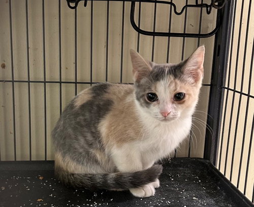 WINKY - Domestic Short Hair available for adoption