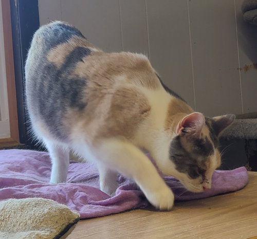 Winky, a cat for adoption from Midwest Pet Refuge