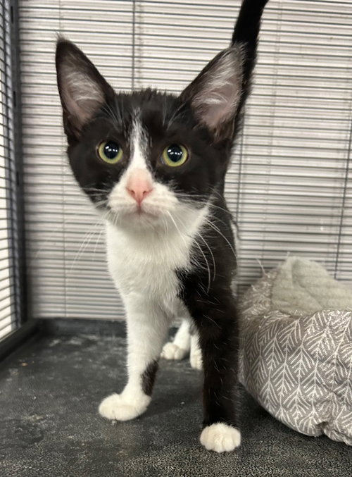 A CAPPELLA - Domestic Short Hair available for adoption