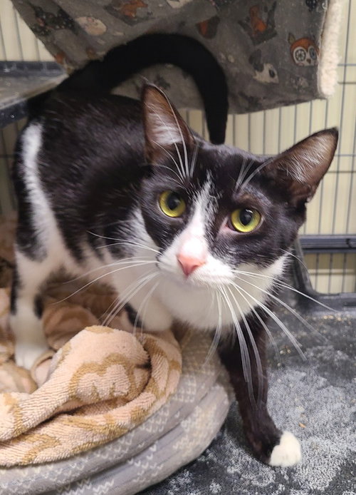 A cappella, a cat for adoption from Midwest Pet Refuge