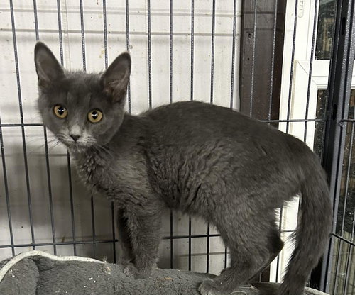 FALLON - Domestic Short Hair available for adoption