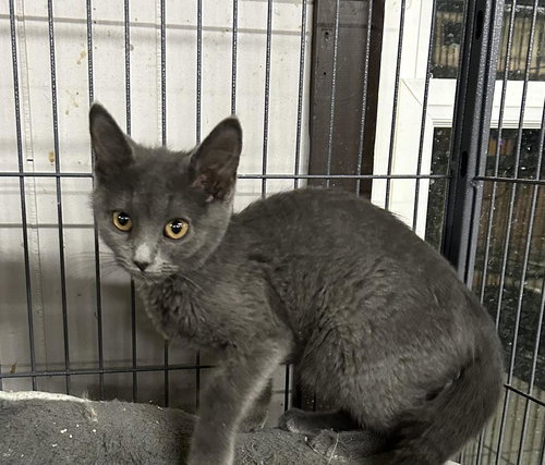 FALLON - Domestic Short Hair available for adoption