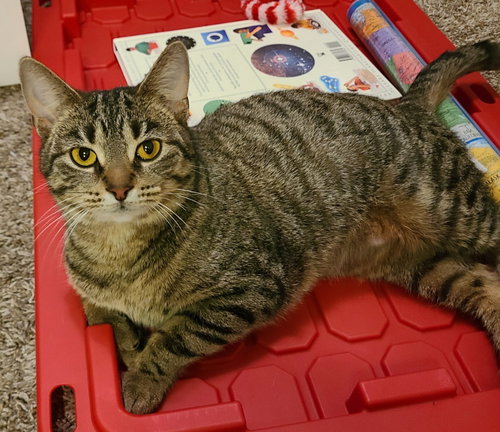 ALLEY - Domestic Short Hair available for adoption