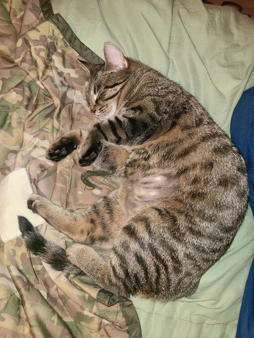 ALLEY - Domestic Short Hair available for adoption