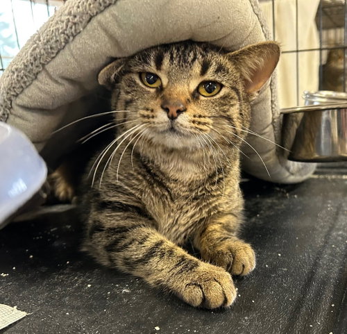 Alley, Adult Domestic Short Hair / Mixed, cat for adoption in Anderson, Indiana