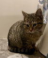 Cocoa - Photo 1