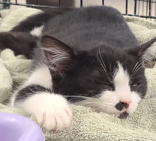 SHAGGY - Domestic Short Hair available for adoption