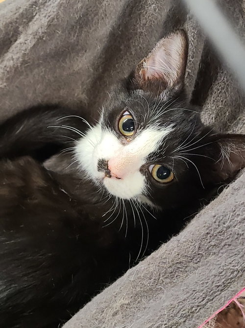 Shaggy, Young Domestic Short Hair / Mixed, cat for adoption in Anderson, Indiana