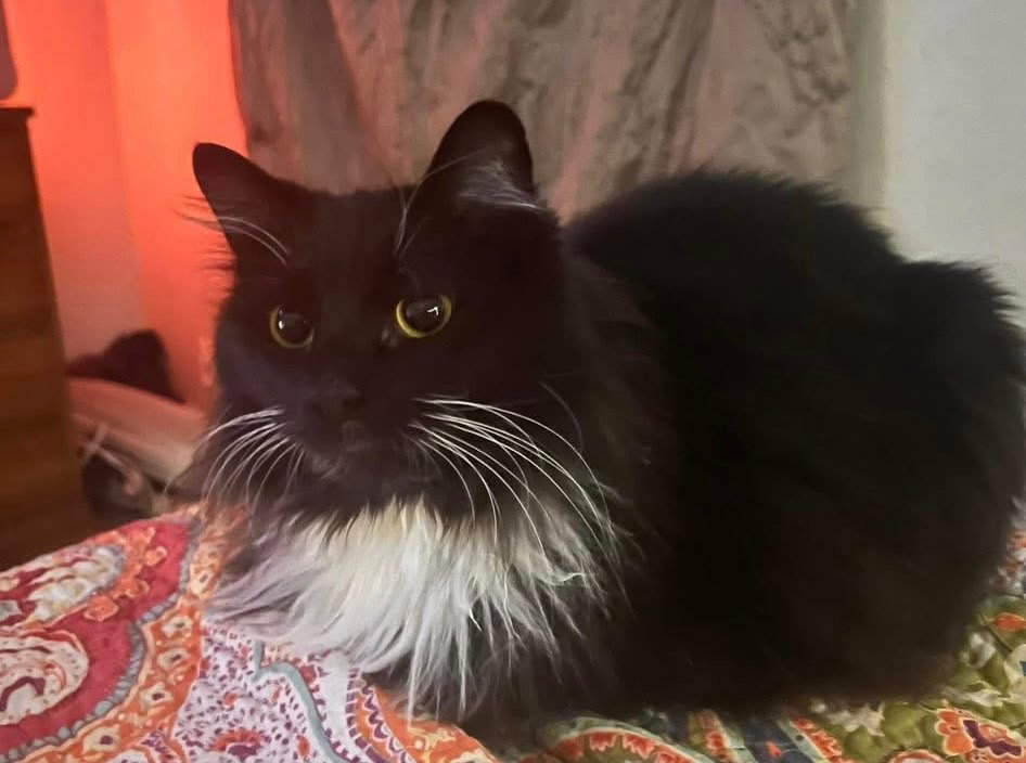 Sammy Image