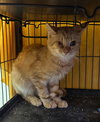 Koby - Photo 1