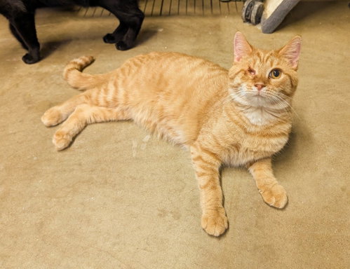 Koby, Young Domestic Short Hair / Mixed, cat for adoption in Anderson, Indiana