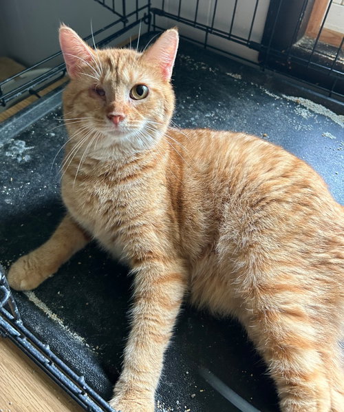 KOBY - Domestic Short Hair available for adoption