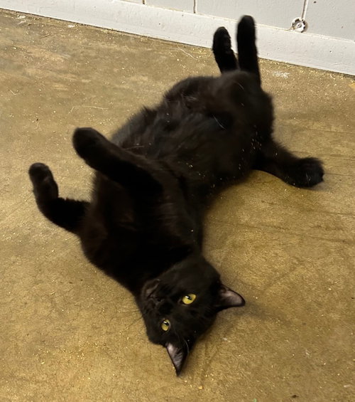 SHAKULA - Domestic Short Hair available for adoption