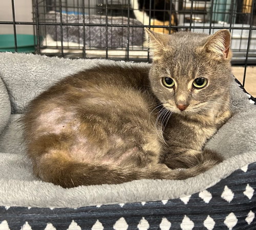 MILKSHAKE - Domestic Short Hair available for adoption