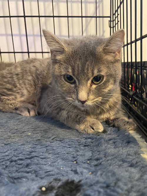 MILKSHAKE - Domestic Short Hair available for adoption