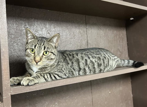 picture of the cat needing adoption