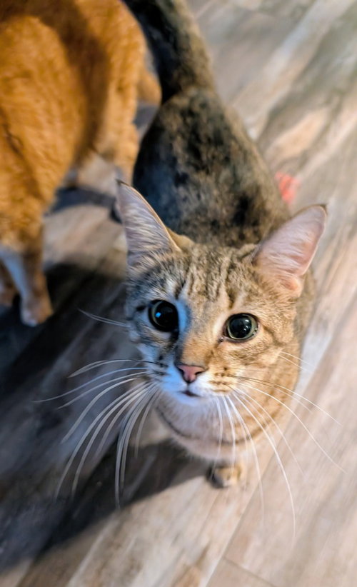 picture of the cat needing adoption