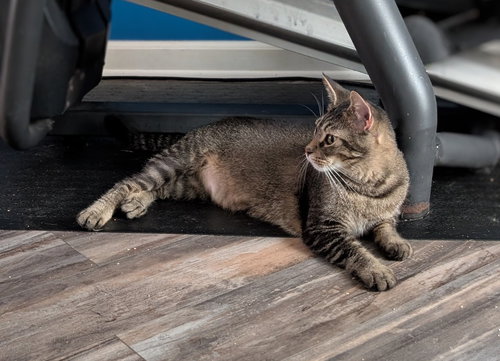 picture of the cat needing adoption