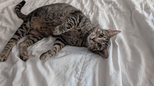 picture of the cat needing adoption
