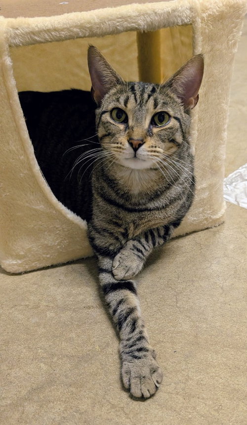 Shenron, an adoptable Domestic Short Hair in Portland, IN