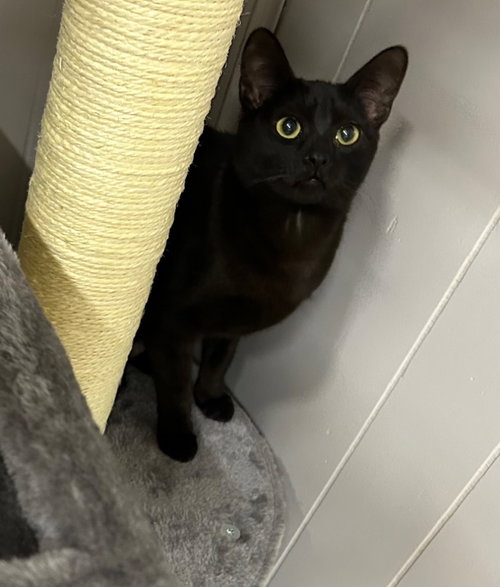 picture of the cat needing adoption