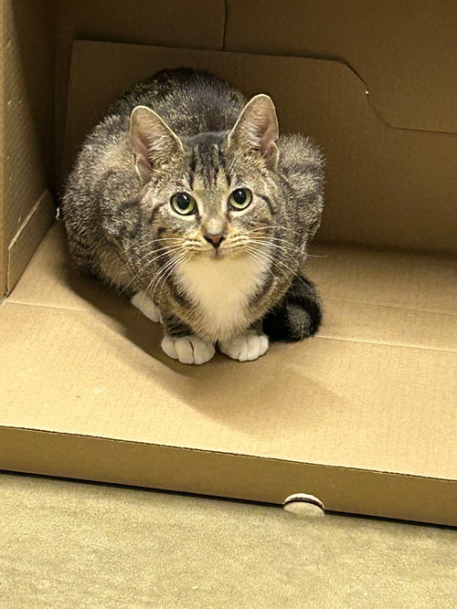 picture of the cat needing adoption