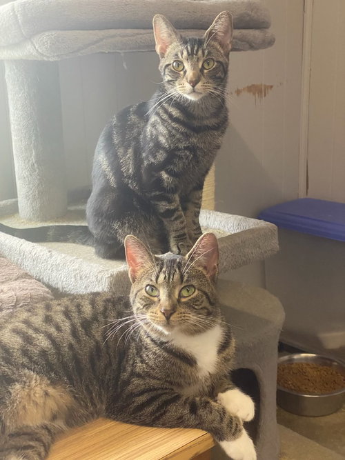 Tamarack, an adoptable Domestic Short Hair in Portland, IN