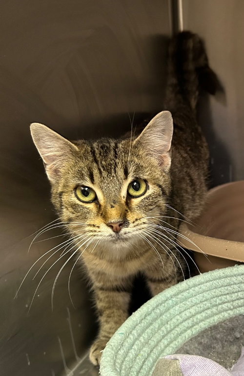 picture of the cat needing adoption